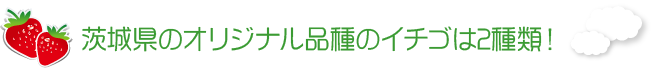 茨城県のオリジナル品種のイチゴは2種類!