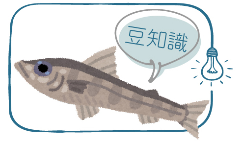 メヒカリの豆知識