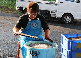 香り際立つ万能食材！「テナガエビ」選別作業