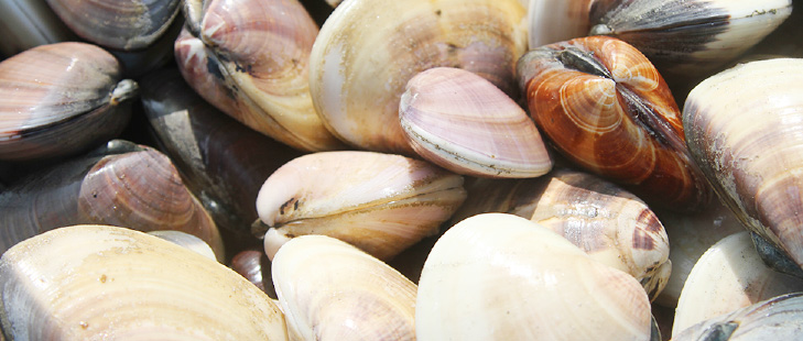 全国屈指の水揚げを誇る大玉の「鹿島灘はまぐり」