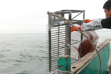 はまぐり漁 貝を獲るためにくし状に歯がついた「マンガ」と呼ばれる貝桁網