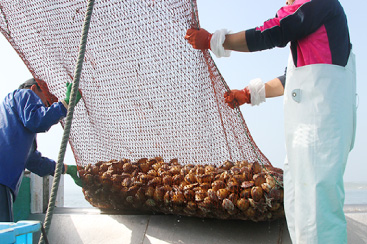 はまぐり漁 マンガをウインチで引き揚げると、水が滴る網の中には、はまぐりやホッキ貝がどっさり