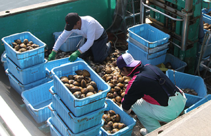 「鹿島灘はまぐり」手作業で行われる選別
