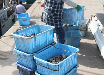 「鹿島灘はまぐり」水揚げ