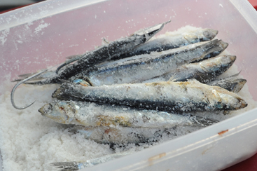 茨城県のさかな「ヒラメ」船上・漁レポート