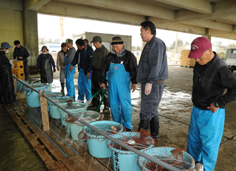 茨城県のさかな「ヒラメ」水揚げ～入札