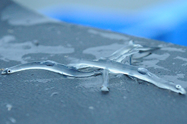 獲りたてはガラスのように透明なシラウオ