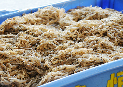 選別後のテナガエビ