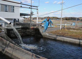 霞ヶ浦北浦の鯉　陸上の池