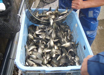 霞ヶ浦北浦の鯉　コイの養殖
