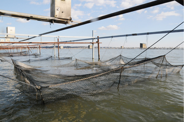 霞ヶ浦北浦の鯉　小割式(こわりしき)のいけす