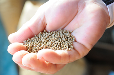 霞ヶ浦北浦の鯉　良質なエサ