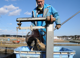 霞ヶ浦北浦の鯉　大測りで重量を量る