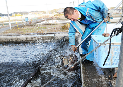 全国一の生産量を誇る茨城の「コイ」