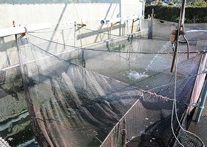 コイ業界の革命！「凍結コイフィレ」を開発