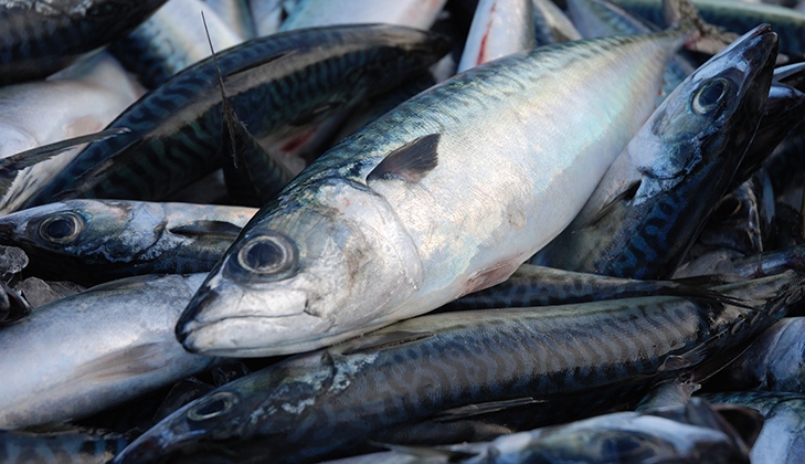 絶妙な脂の乗りと身の締り 茨城常磐の「マサバ」