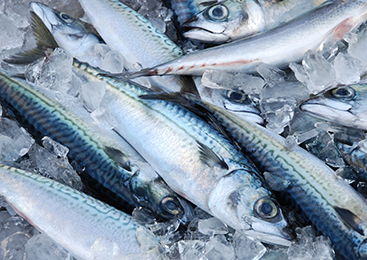 絶妙な脂の乗りと身の締り 茨城常磐の「マサバ」 船上での鮮度・品質への配慮