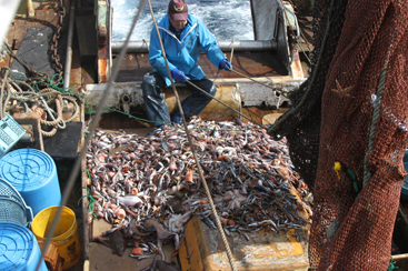 メヒカリ漁 吊るし上げた網の底を開くと、船の上に魚が流れ出し、所狭しと広がりました