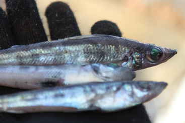 メヒカリ漁 汚れを落としたメヒカリを手に取ると、緑色の大きな目がキラリと光りました