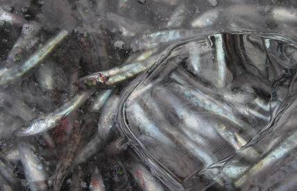 鮮度を落とさず水揚げする