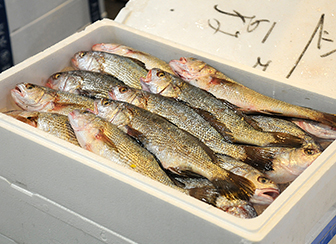 地方市場の最先端を行く！水戸市公設地方卸売市場