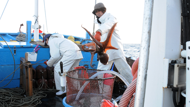 驚くほどの肉厚と甘味が自慢の「鹿島たこ」
