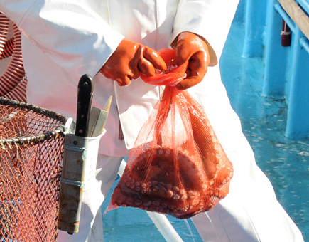 鹿島たこ　船上での品質への配慮