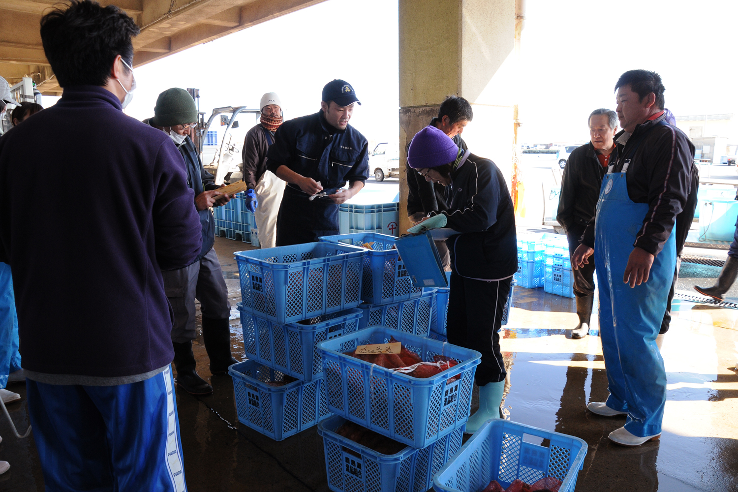鹿島たこ　水揚げ～入札