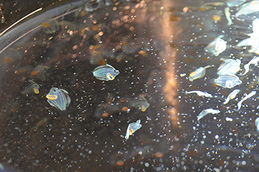 茨城県栽培漁業センター ヒラメの赤ちゃん