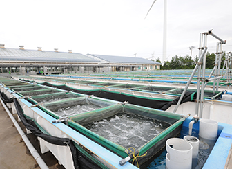 茨城県栽培漁業センター 屋外アワビ水槽