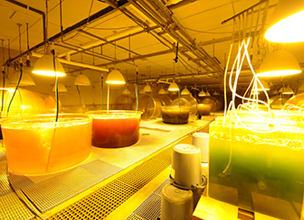 茨城県栽培漁業センター 鹿島灘はまぐりの餌料培養水槽