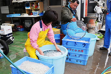 霞ヶ浦のダイヤモンド「寒曳きシラウオ」霞ヶ浦水産研究会 選別作業