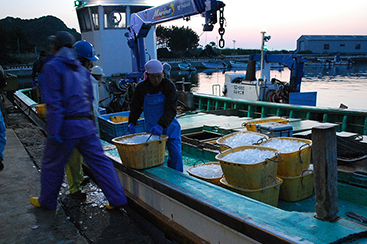 茨城の海を彩る赤い高級魚「タイ」網と綱の魔術、定置網漁