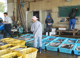 茨城の海を彩る赤い高級魚「タイ」その日のうちに店頭へ