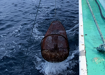 巻き上げ機を使って海底から「かご」を引き上げる