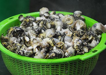 つぶ貝の黒い斑点模様は、鮮度が良い証拠