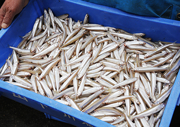 上品で淡白な味わい！霞ヶ浦・北浦の「わかさぎ」手早く丁寧に行う選別作業