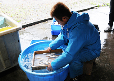 上品で淡白な味わい！霞ヶ浦・北浦の「わかさぎ」手早く丁寧に行う選別作業