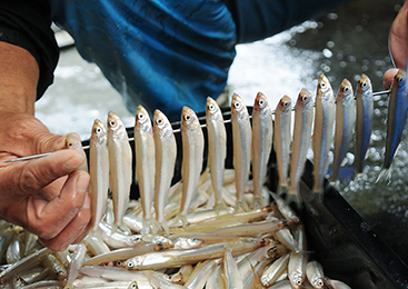 上品で淡白な味わい！霞ヶ浦・北浦の「わかさぎ」手早く丁寧に行う選別作業