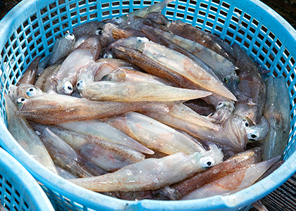 水揚げ直後のイカは透明感が抜群