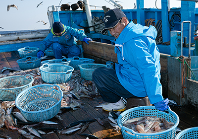 船上で手早く漁獲物を種類ごとに選り分け