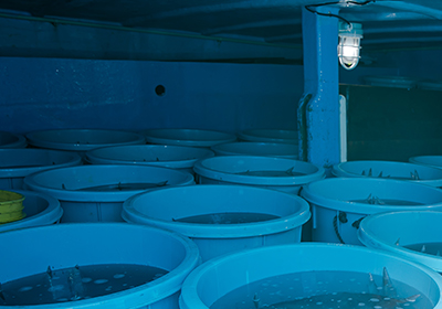 ブルーシートをかけて日光を遮る