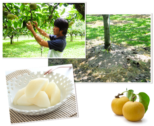 特集 いばらきの秋梨