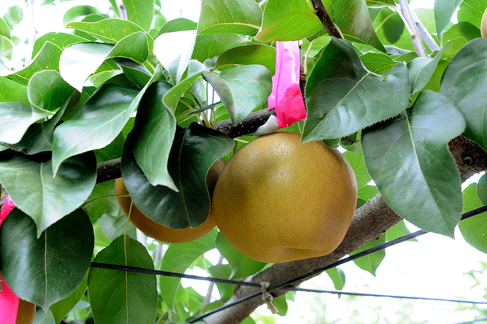 幻の恵水の候補果実の近くにピンクのラベルを吊るし、区別している