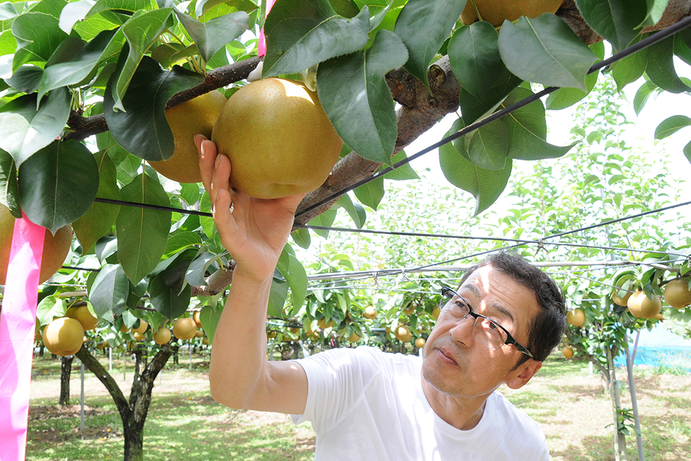 幻の恵水の候補果実の大きさ・色・形を確認する磯山さん