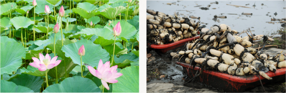 れんこん花・畑