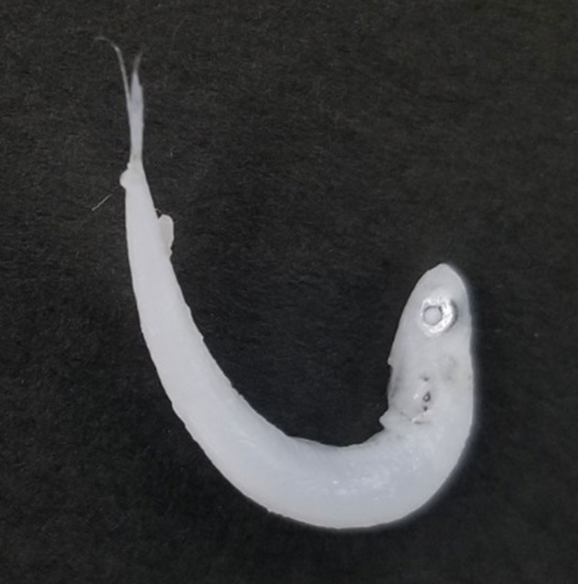 「し」字率とは