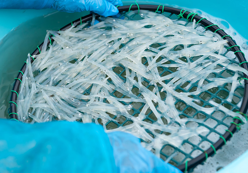 網猟で捕獲したしらうお