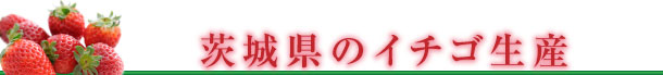 茨城県のイチゴ生産