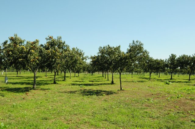 四万騎農園　栗畑